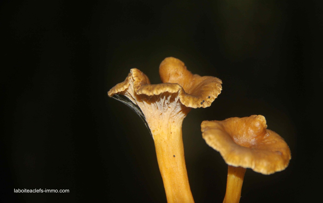 les chanterelles limousines