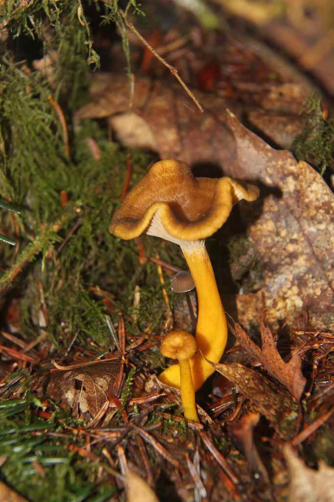 chanterelles