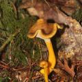 chanterelles