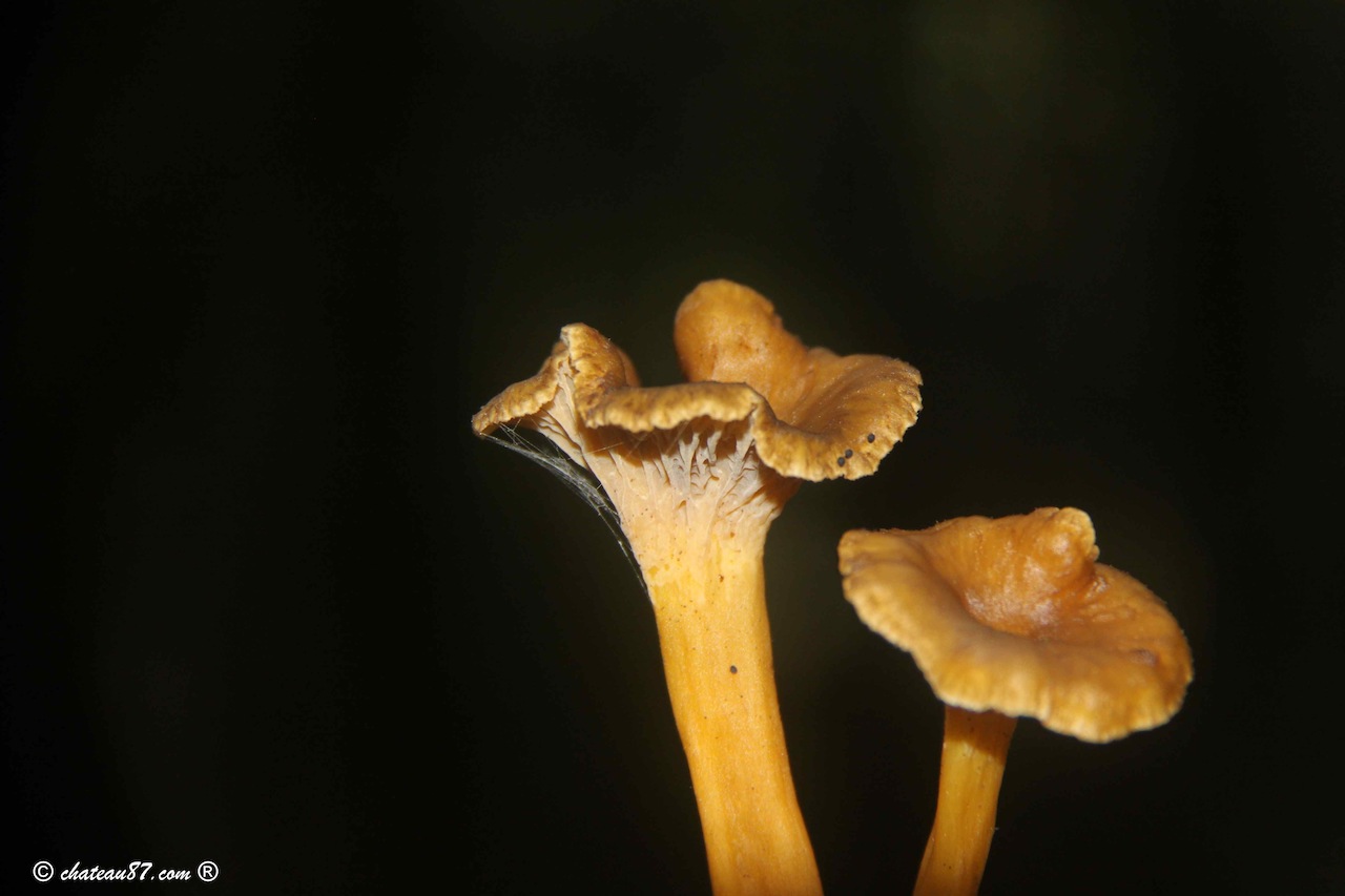 Chanterelles Limousin